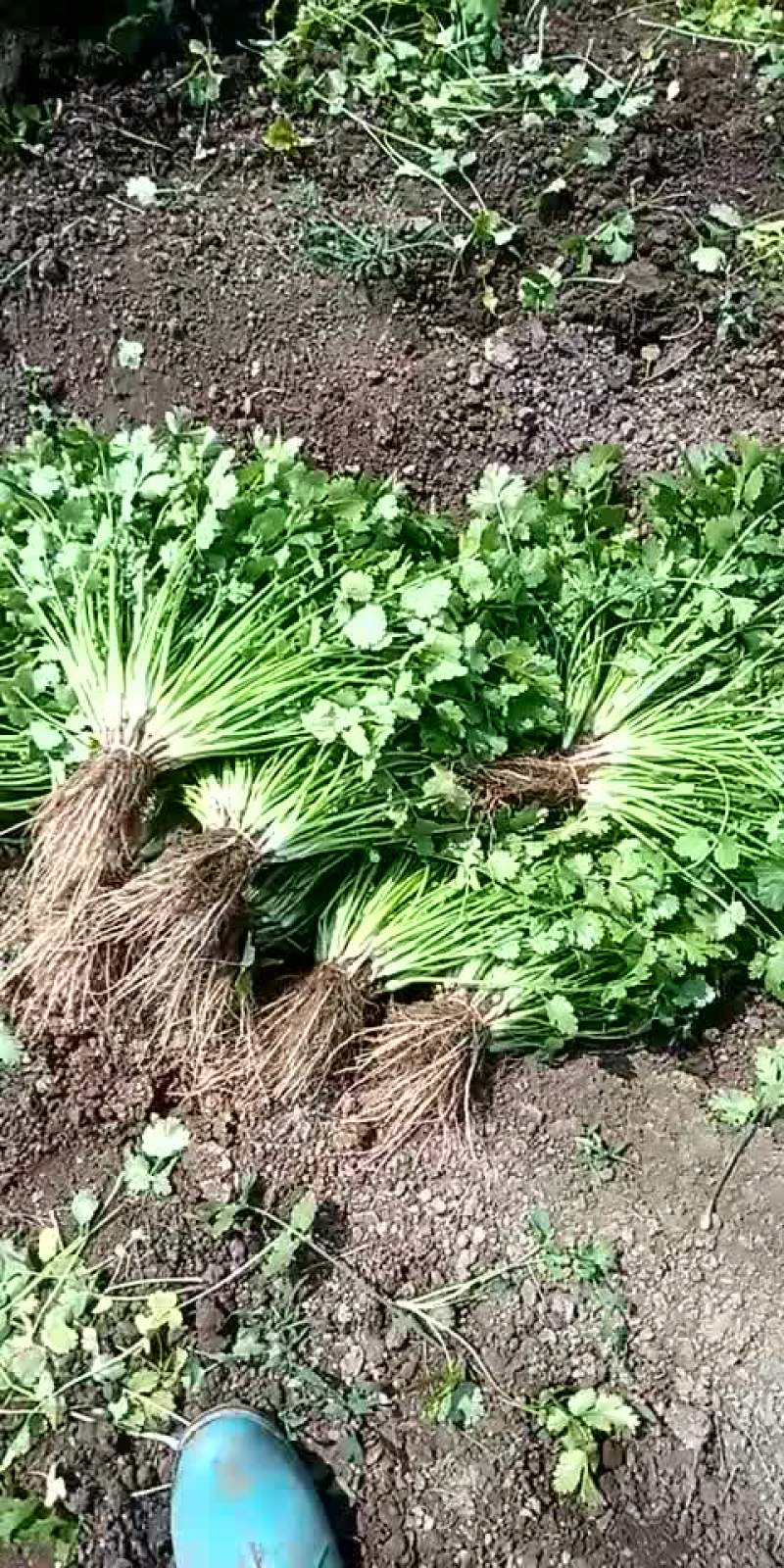 大叶香菜