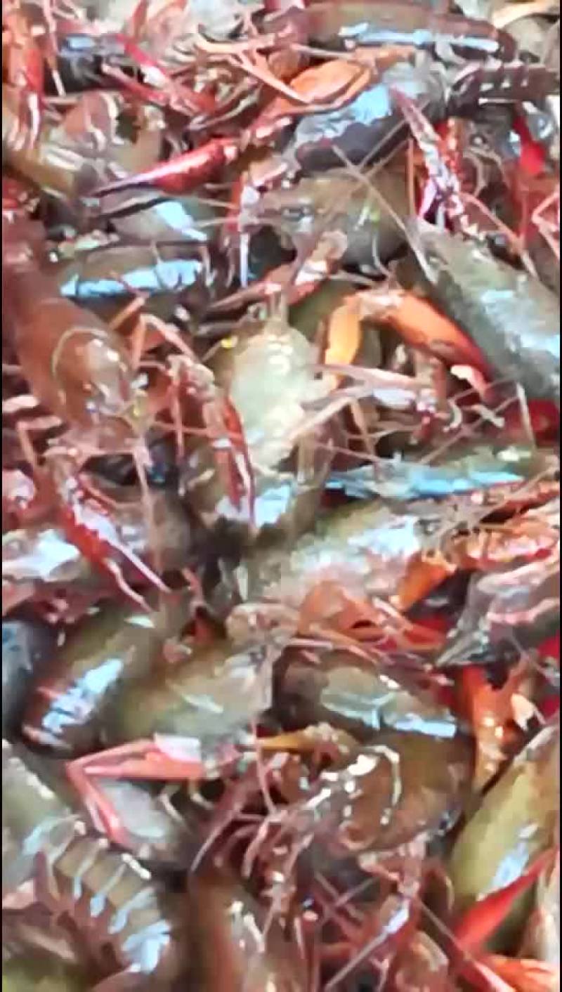 龙虾