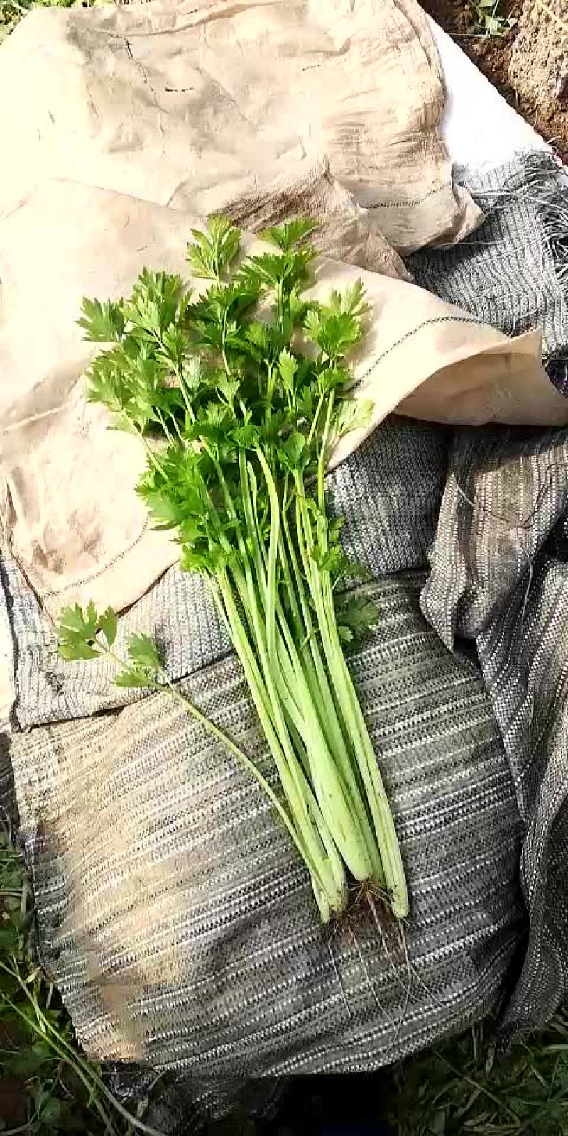 山芹
