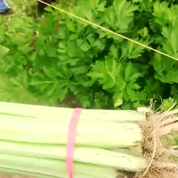 山芹