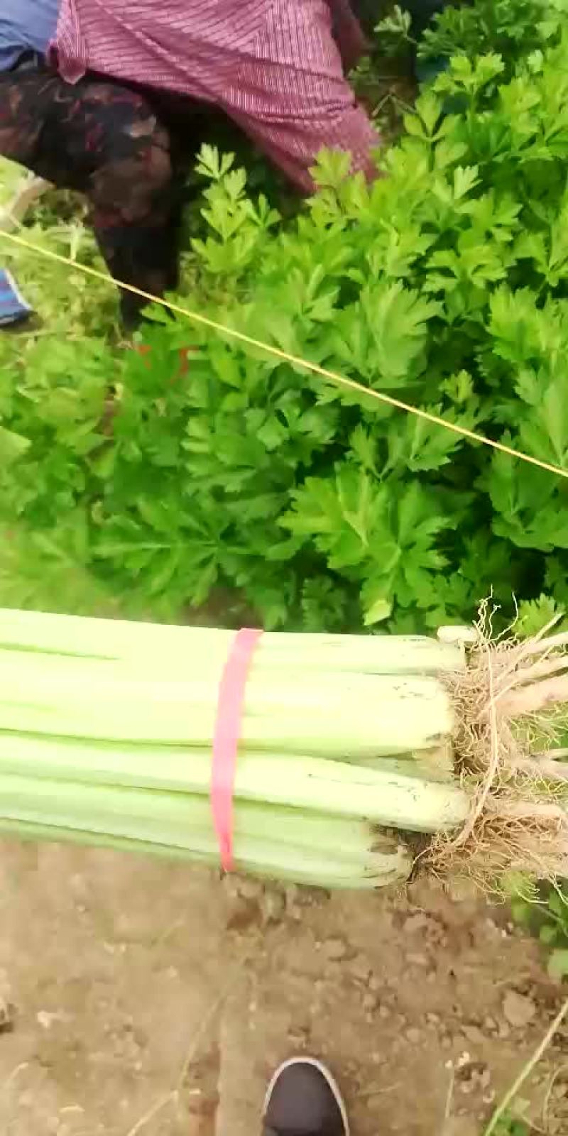 山芹