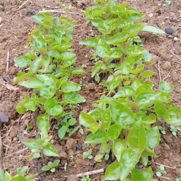 大树番茄苗