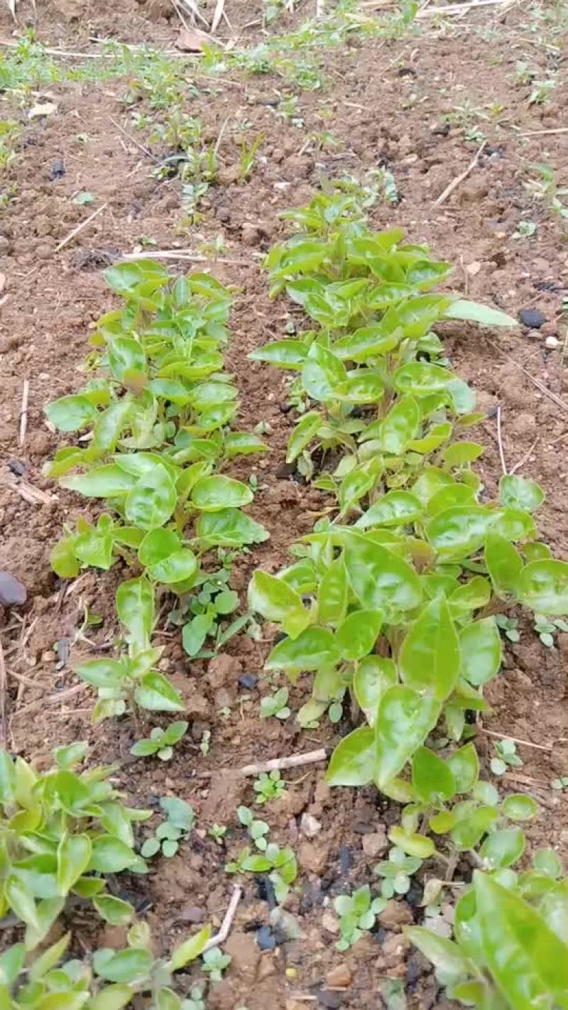 大树番茄苗