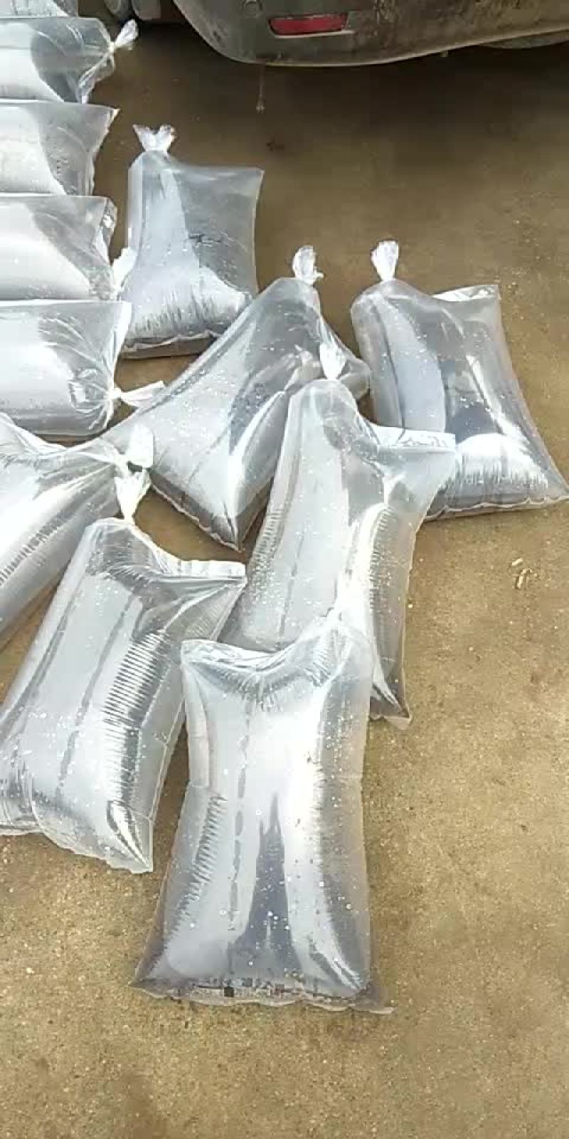 2019年第一批青蛙蝌蚪苗质量好保证无病源两千万