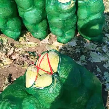 扁包菜
