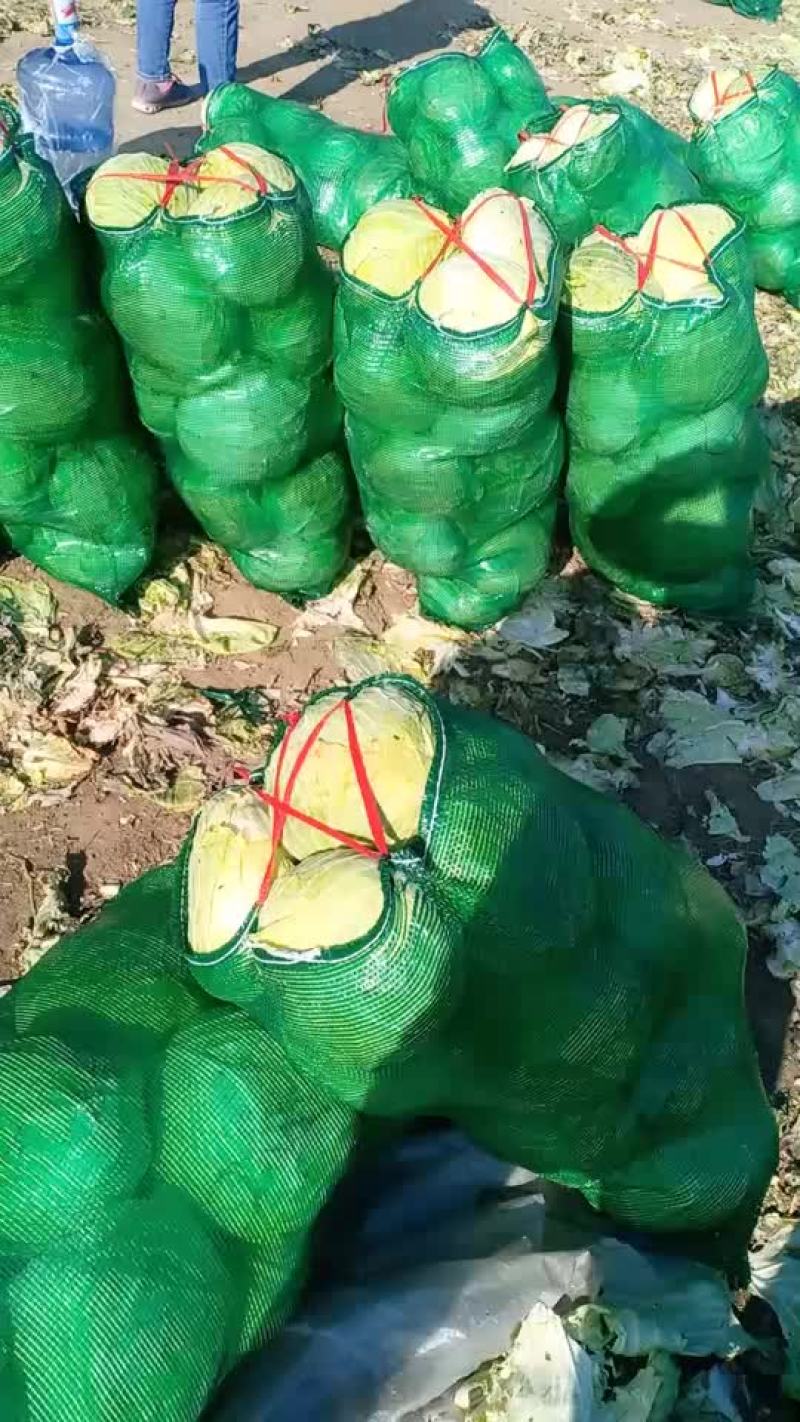 扁包菜