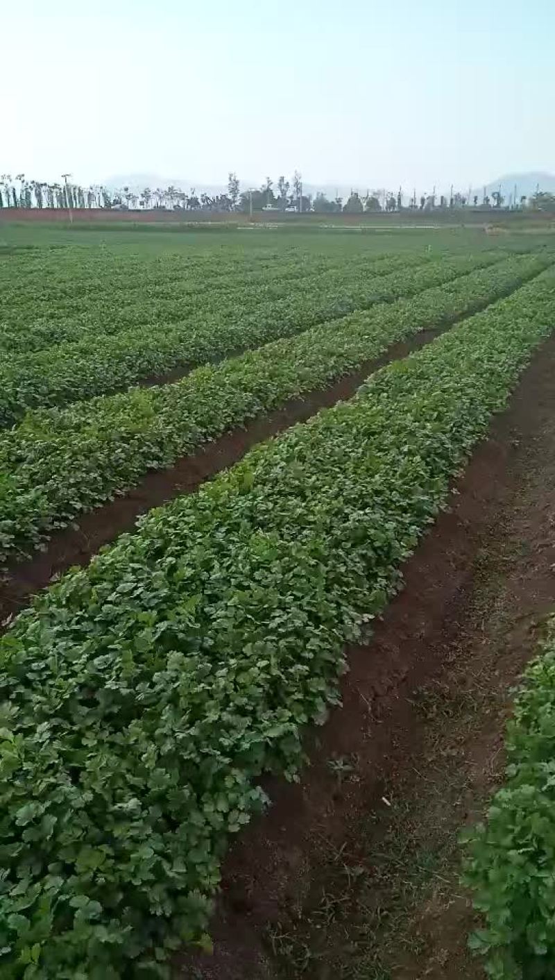 大叶香菜