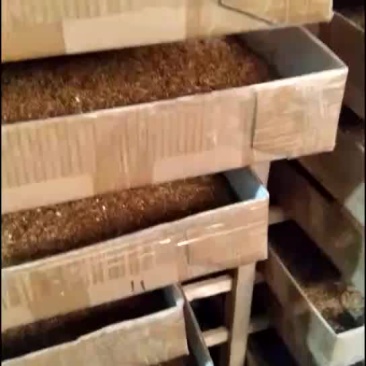 黄粉虫