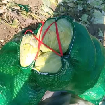 扁包菜