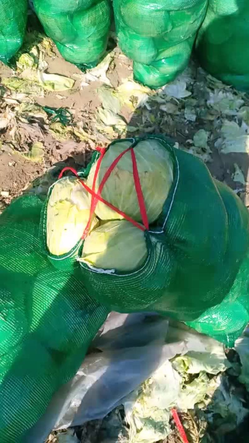 扁包菜