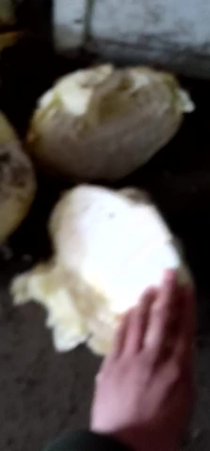 扁包菜