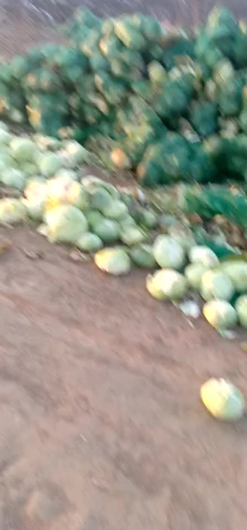 扁包菜