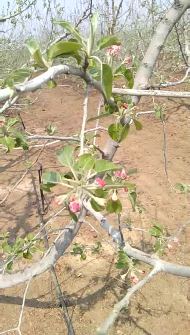山东聊城早熟华硕苹果
