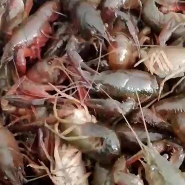 龙虾