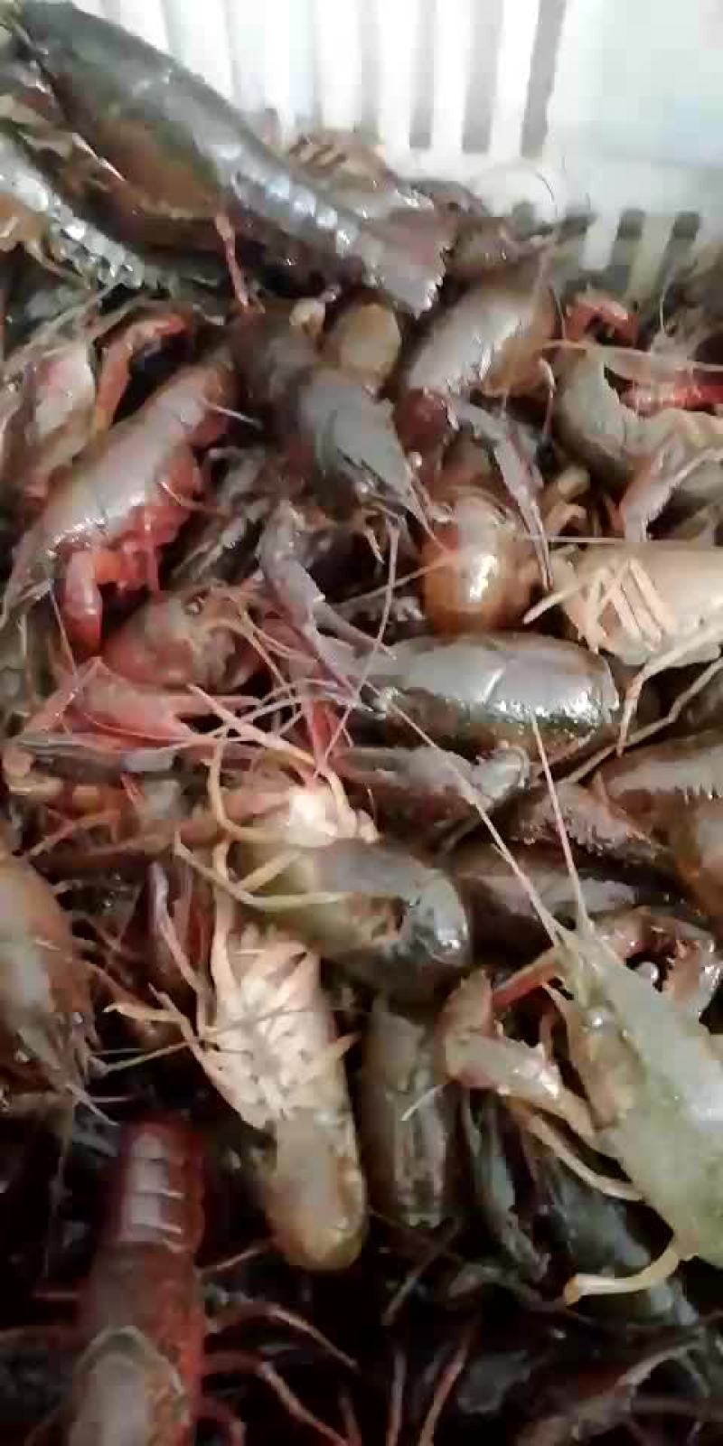 龙虾