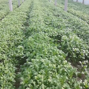 茼蒿