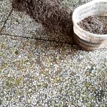 河虾
