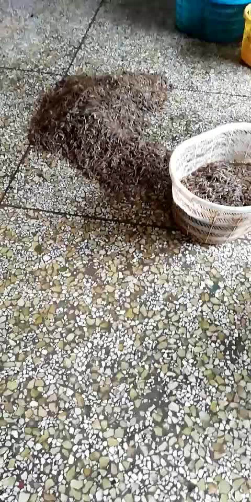 河虾