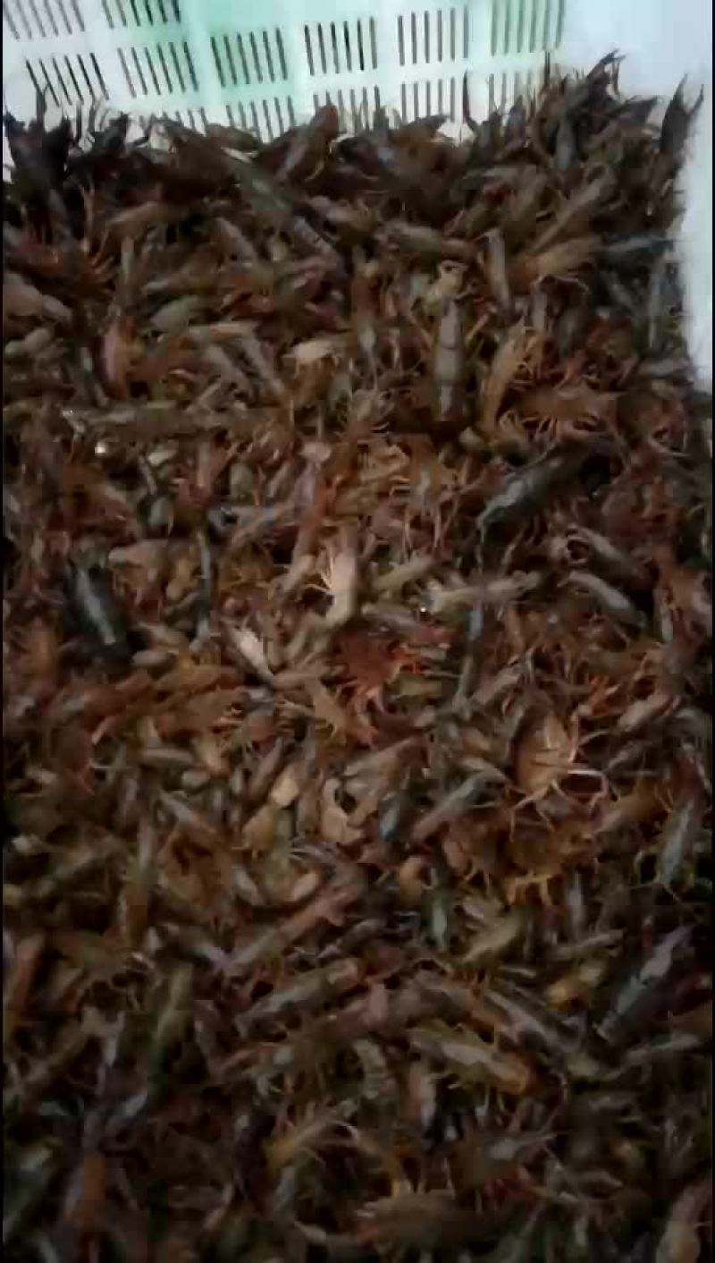 虾苗八十头已装车五千斤