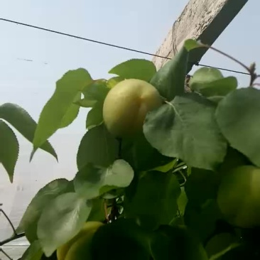温室金太阳杏十五号左右上市,感兴趣的老板前来看货
