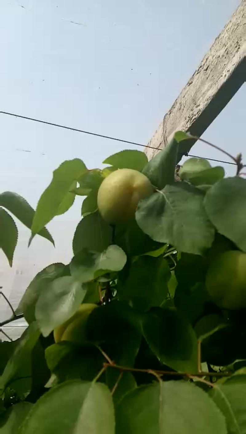 温室金太阳杏十五号左右上市,感兴趣的老板前来看货