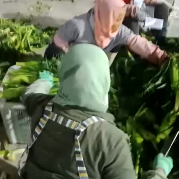 甜玉米大量