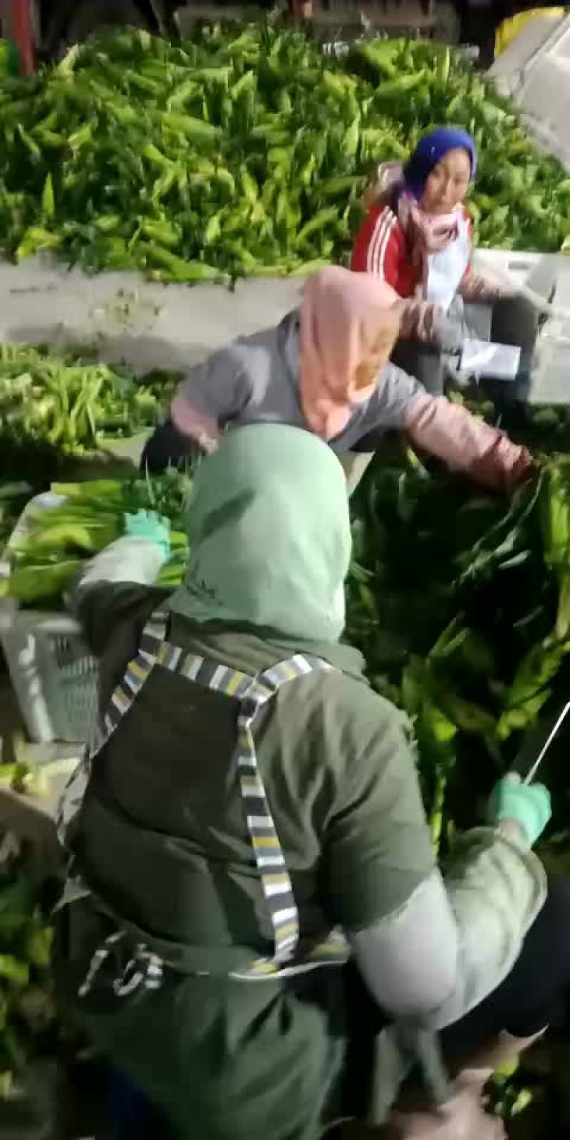 甜玉米大量