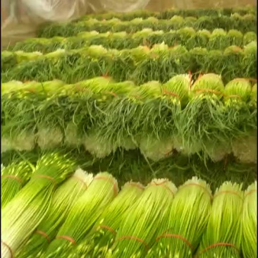 丰县白帽蒜苔已经大量上市了