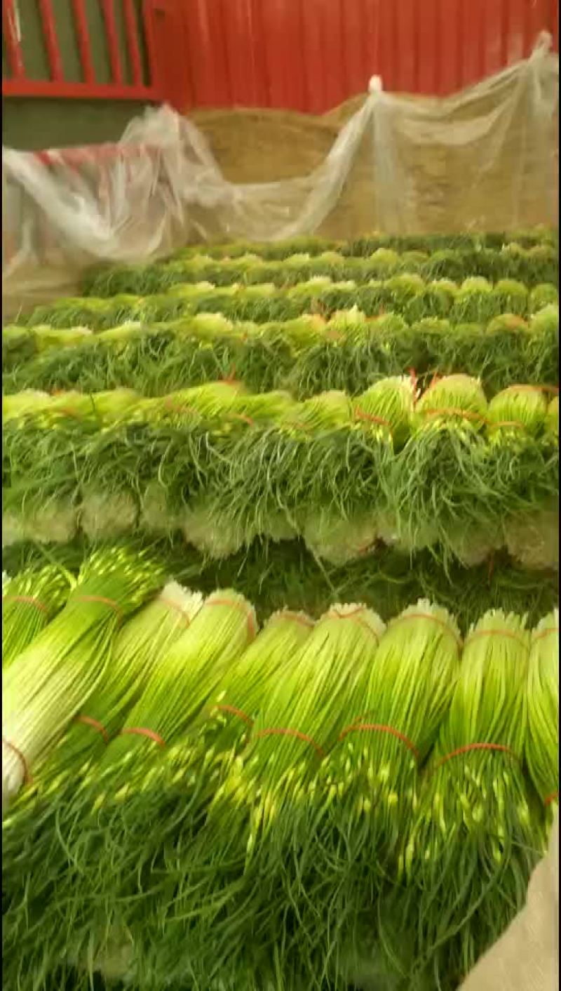 丰县白帽蒜苔已经大量上市了