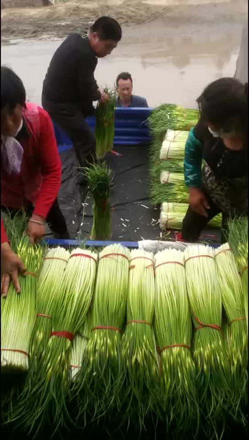 丰县白帽蒜苔已经大量上市了