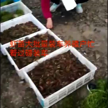 虾苗连云港