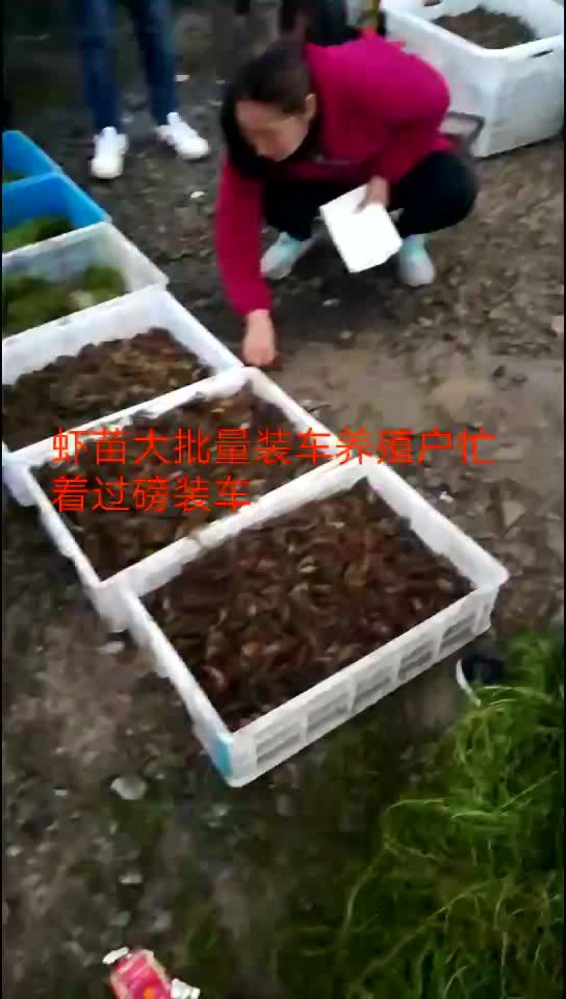 虾苗连云港