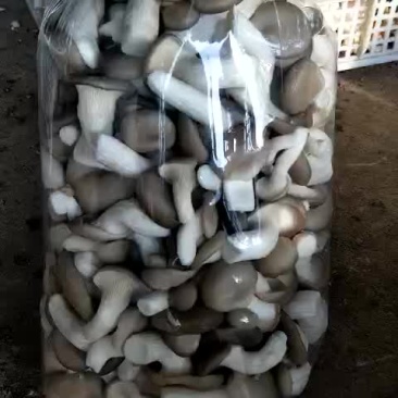 大量供应秀菌菇与菌大包
