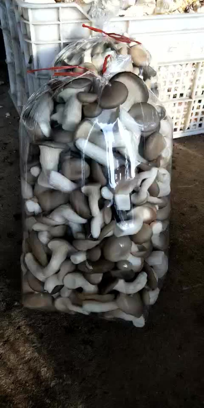 大量供应秀菌菇与菌大包