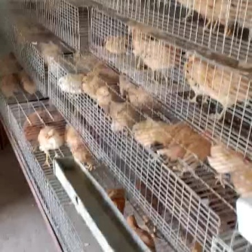 黄羽，黑羽绿壳蛋脱温鸡