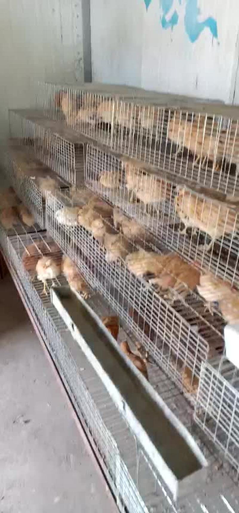 黄羽，黑羽绿壳蛋脱温鸡