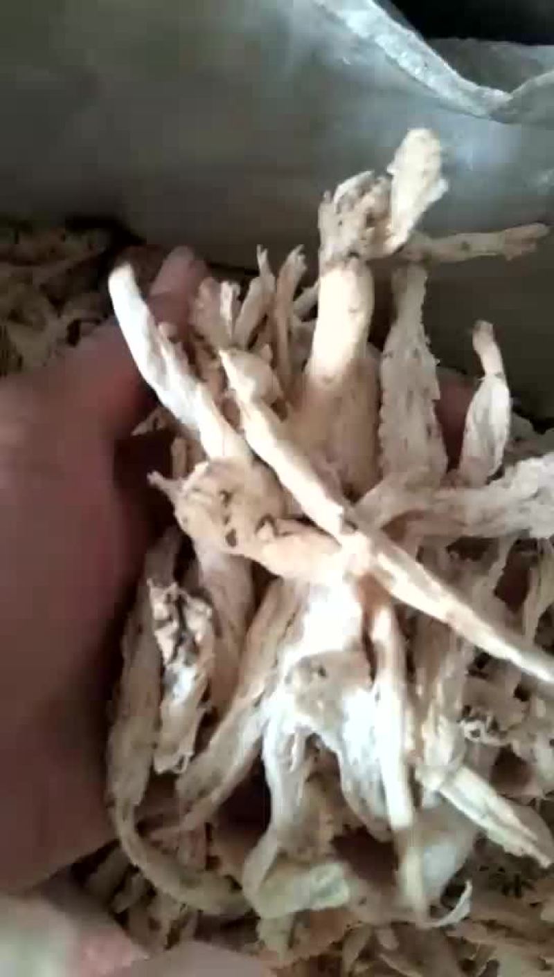 南沙参