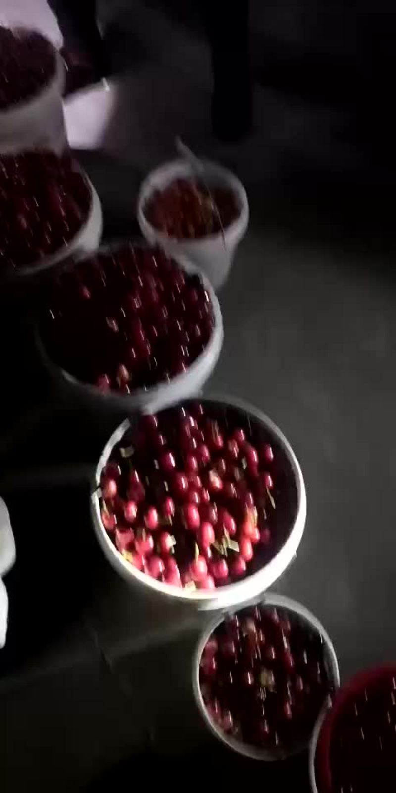 大樱桃