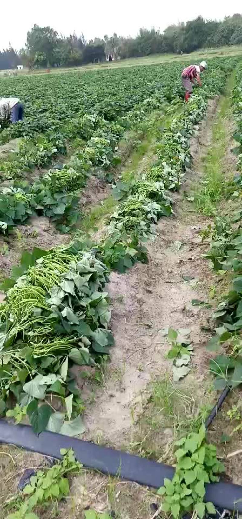 红薯苗