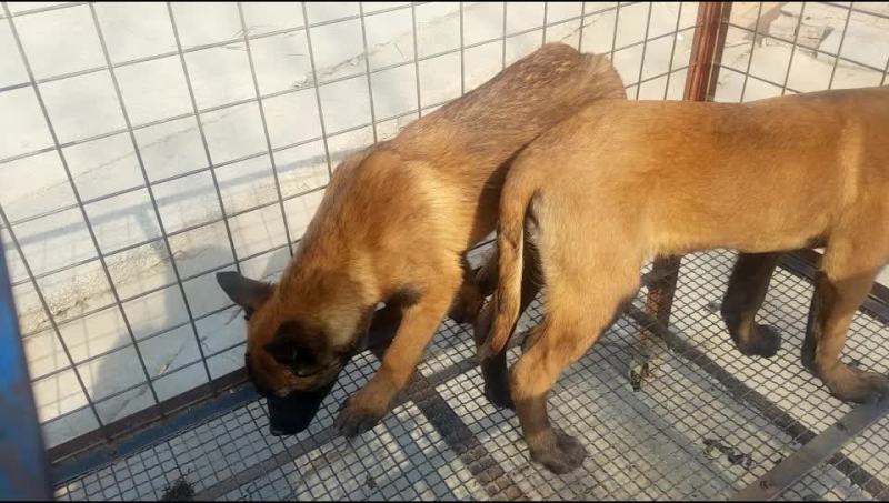 纯种黑红马犬幼犬马犬幼崽马犬活体