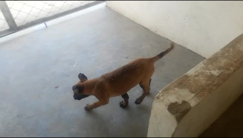 纯种黑红马犬幼犬马犬幼崽马犬活体
