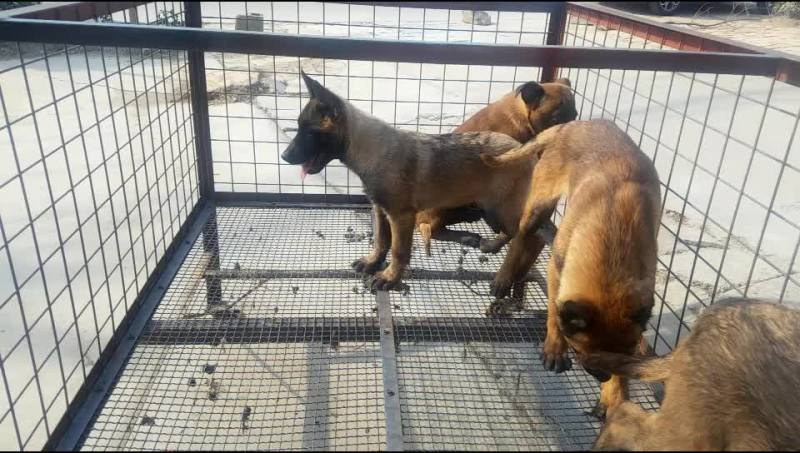 纯种黑红马犬幼犬马犬幼崽马犬活体