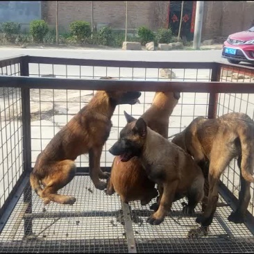 纯种黑红马犬幼犬马犬幼崽马犬活体