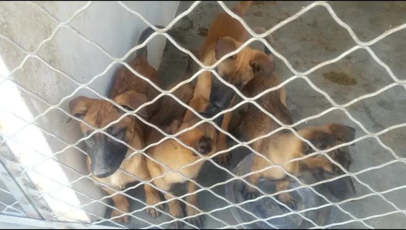 纯种黑红马犬幼犬马犬幼崽马犬活体