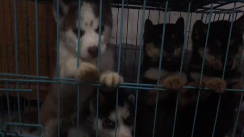 常年供应名贵宠物犬拉布拉多犬，金毛犬，哈奇士，博美犬等