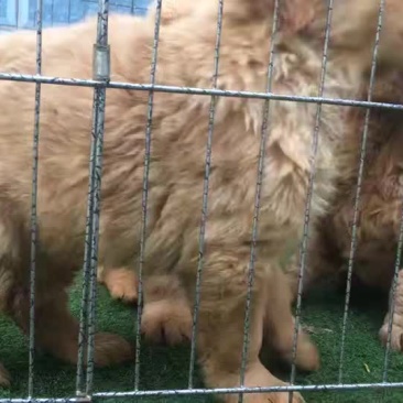 常年供应名贵宠物犬拉布拉多犬，金毛犬，哈奇士，博美犬等