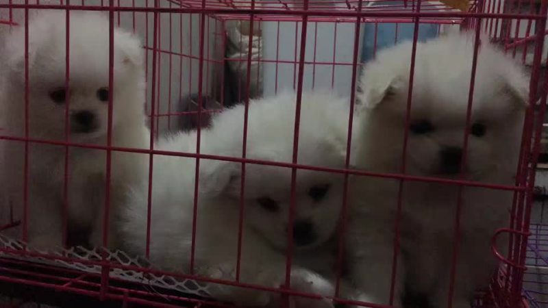 常年供应名贵宠物犬拉布拉多犬，金毛犬，哈奇士，博美犬等