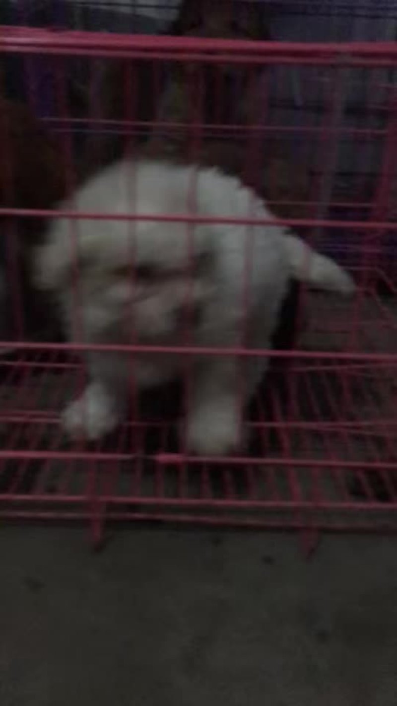 常年供应名贵宠物犬拉布拉多犬，金毛犬，哈奇士，博美犬等