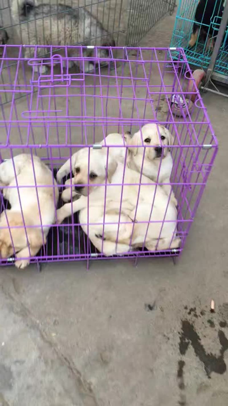 常年供应名贵宠物犬拉布拉多犬，金毛犬，哈奇士，博美犬等