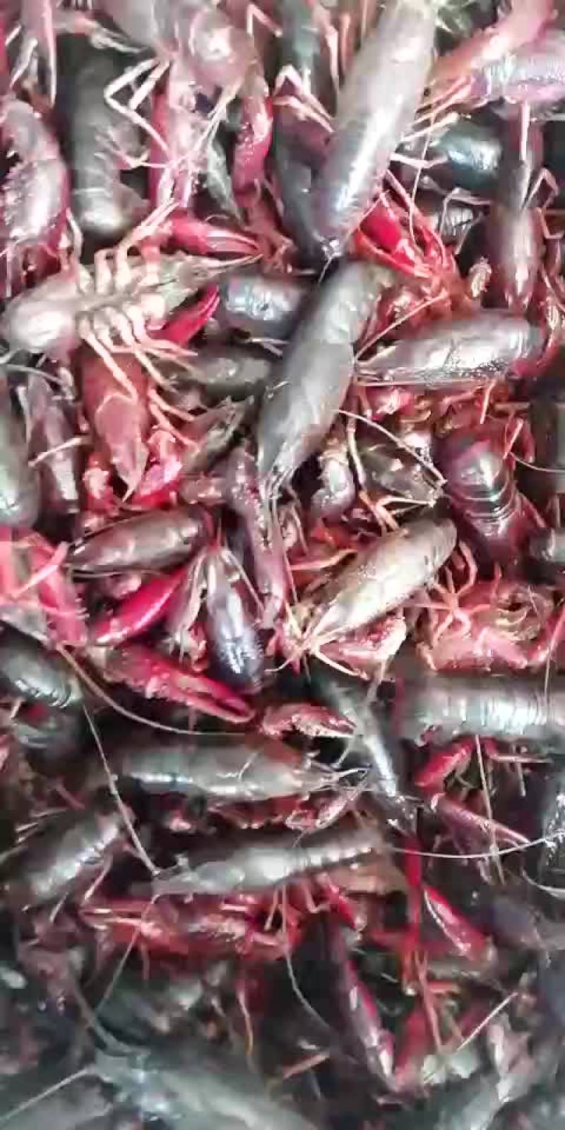龙虾